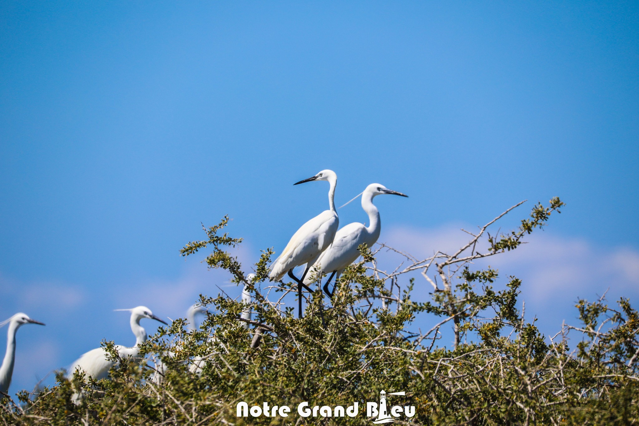 Oiseaux marins