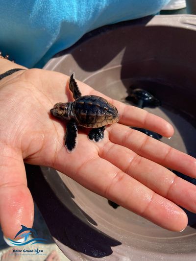 Tortue Marine