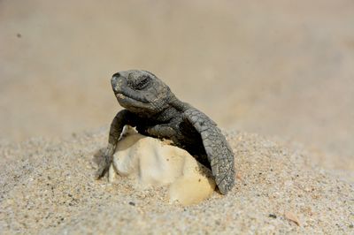 Tortue Marine