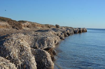 Posidonie
