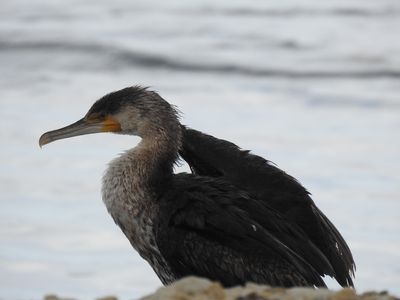 Oiseaux marins