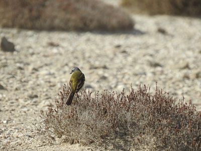 Oiseaux marins
